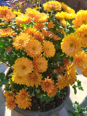 一盆黄色菊花图片